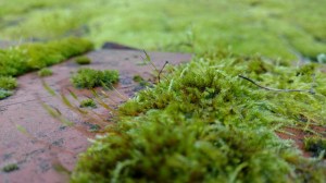 moss on brick